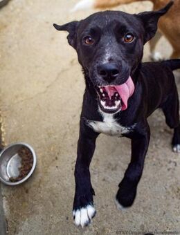 Junghund Rubble - Velbert