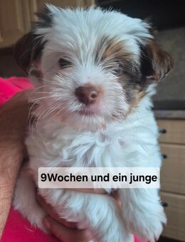 Mini yorkshire welpe - Gartz (Oder)