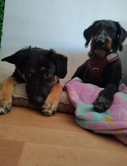 Milo Labrador Schäferhund Mischling - Leipzig Nord
