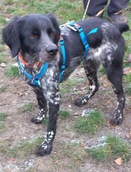 Liebe Bretonhündin Viola sucht Zuhause - Berlin