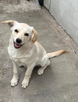 Goldie - entzückende junge Hündin - Hüllhorst