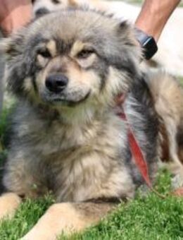 Liria - sehr zutraulich u. unkompliziert - Lohra