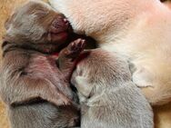 Süße Labradorwelpen suchen ein Heim für immer - Nordhausen