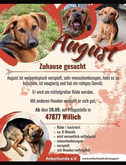 💙August💙 sucht seine Menschen - Freilassing