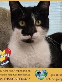 Malou - super lieb und auf Körbchensuche - Waakirchen