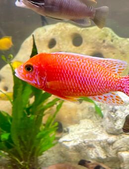 Malawi Buntbarsch Aulonocara Fire Fish - Hettstadt