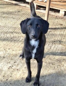 Sally - ruhige,freundliche Junghündin - Löwenberger Land