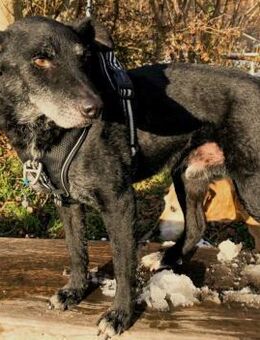 Georg freundlicher Puli-Mischling Senior - Benediktbeuern