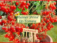 ♥ UR Tomate ' Kleiner Prinz ' ROT,1000 Früchte,Samen Tulpenstolz samenfest Garten Gemüse - Hamburg