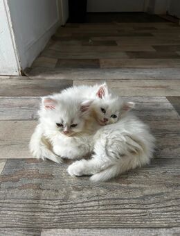 Wunderschöne Blauäugige BLH Kitten abzugeben - Duisburg