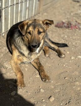 Elvis - dein Freund auf 4 Pfoten - Celle