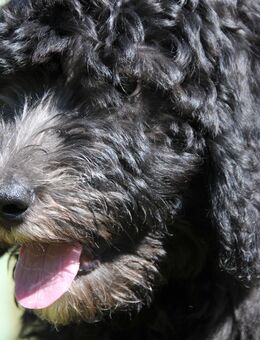 Anton * Aussiedoodle-Welpe * F1b * abgabebereit - Greifenstein