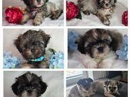 Shih - Tzu Welpen - Steinefrenz