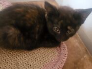 Maincoon Mix kitten - Hunderdorf