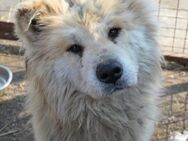 Yuki ruhige Akita-Mix-Hündin sucht Liebe - Kallmünz