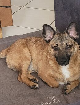 Mischlingsrüde 8 Monate sucht neues Zuhause (Pinscher-Mix) - Elztal