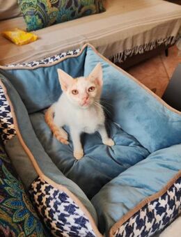 Henry aus dem Tierschutz - Grevenbroich