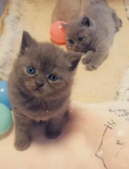 Bkh kitten - Bonn Hardthöhe