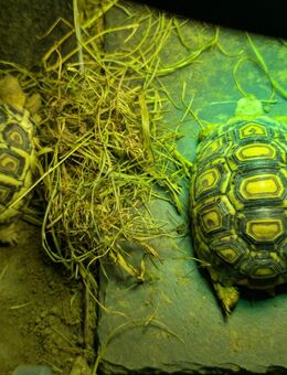 2 Pantherschildkröten (Stigmochelys pardalis 'babcocki') - Günzburg