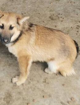 Ferdi sucht ein liebevolles Zuhause - Blankenheim (Nordrhein-Westfalen)