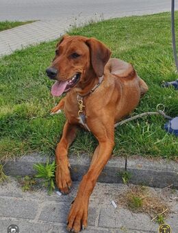 Rhodesian Ridgeback Welpen - Senden (Nordrhein-Westfalen)