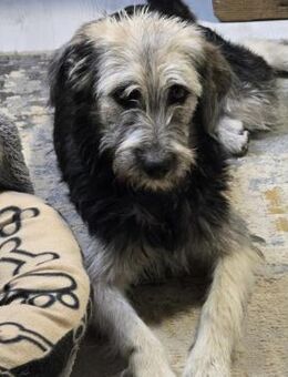 Sia ❤️ herzliche wuschelige Fellnase - Velbert