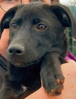 Kleine EROICA wartet in Griechenland - Sehnde