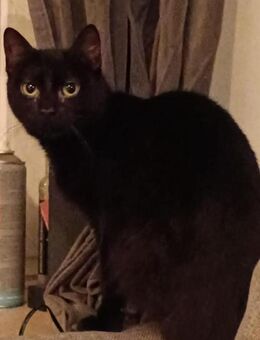 Legolas- kennt Hunde/ Katzen - Hochheim (Main)