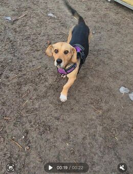 Sehr verschmuste Mischlingshündin Jacky ca 2 j - Hohe Börde