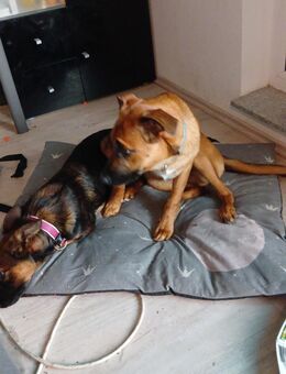 2 liebe malinois Mischlinge abzugeben - Alsdorf Zentrum