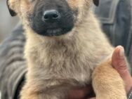 Anja, unsere Knuddelmaus 🐾 - Elsdorf (Nordrhein-Westfalen)