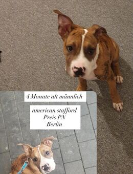 American Stafford - Berlin