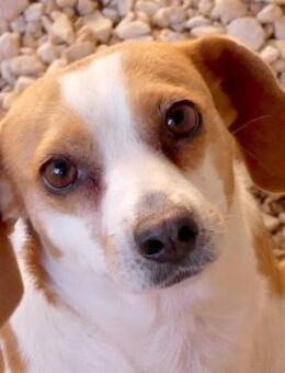 Bethany 3 -liebt Menschen u. Hunde- - Oldenburg