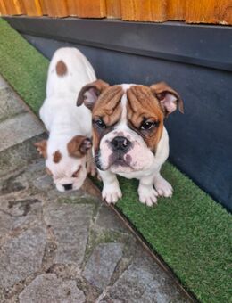 Englische Bulldogge - Tangerhütte Uchtdorf