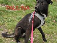 Paulina Sucht Herzensmenschen - Bissingen
