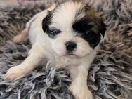 Shih Tzu Hündin Cookie - Seeland Gatersleben