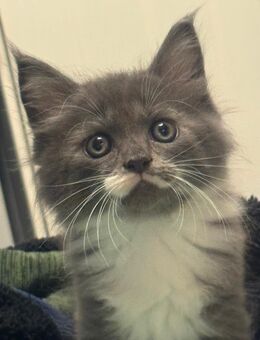 Maine Coon kitten alte line - Lindenberg (Allgäu) Zentrum