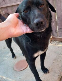 Negro ist ein Teamplayer 🐾 - Elsdorf (Nordrhein-Westfalen)