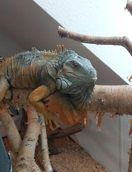 Iguana Iguana grüner Laguan - Ovelgönne