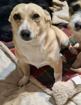 Freundliches Hundemädchen MARY sucht♥️ - München