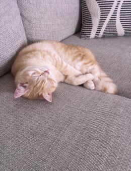 Liebevolle Mila sucht ihr Für-immer-Zuhause - Delmenhorst Zentrum