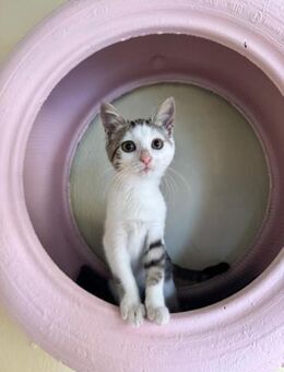 Zara aus dem Tierschutz - Grevenbroich