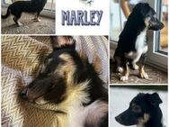 MARLEY * Kleiner Dackelmix Schatz - Duisburg