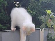 Katzenbabys zu verkaufen - Boppard