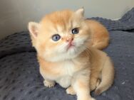 Goldene BKH Kitten edel mit Stammbaum - Borkheide