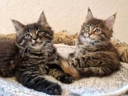 Maine Coon Kitten - Nienburg (Weser)