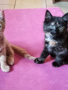Kitten Babykatze Hauskatze mainecoon katzenbabys - Tönisvorst