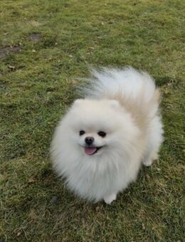 Pomeranian Welpen noch zwei Mädchen - Meßkirch