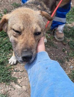 Balu sucht Körbchen ❤️ - Mylau