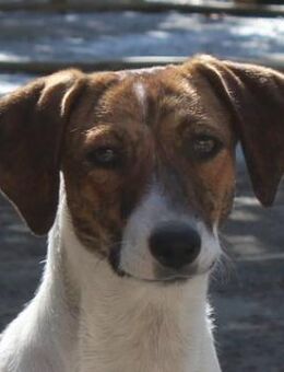 Tanu, geb. ca. 11/2024, GRIECHENLAND - Euskirchen